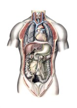 Medical illustration, intestines, internal organs in human chest and abdomen, school picture,