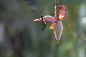 Sunbird, Souimanga Sunbird (Cinnyris souimanga), male, in banana plantation in western Madagascar