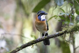 Pitta-Like Ground Roller, Blue-headed Roller (Atelornis pittoides) in the rainforests of eastern