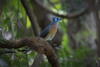 Crested Coa (Coa cristata) in the dry forests of western Madagascar