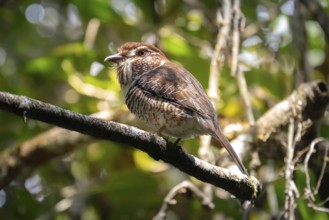 A Short-Legged Gound-Roller (Brachypteracias leptosomus) in the rainforests of eastern Madagascar