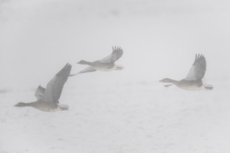 Greylag geese (Anser anser) flying in the fog, Emsland, Lower Saxony, Germany