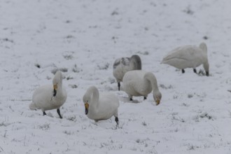 Whooper swans (Cygnus cygnus) in the snow, Emsland, Lower Saxony, Germany
