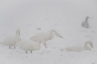 Whooper swans (Cygnus cygnus) and grey geese (Anser anser) in the snow, Emsland, Lower Saxony,