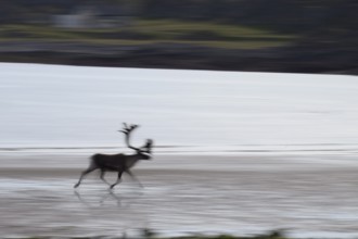 Kiberg, Troms, Norway, Blurred reindeer (Rangifer tarandus) in dynamic movement on the beach of the