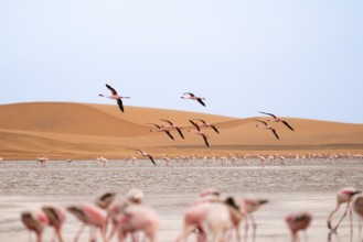 Lesser Flamingos (Phoeniconaias minor) in flight in front of the Namib Desert with lagoon, Walfish
