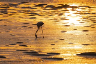 Pink flamingo (Phoenicopterus roseus) against the light, sunset, lagoon at Walfish Bay, Erongo,
