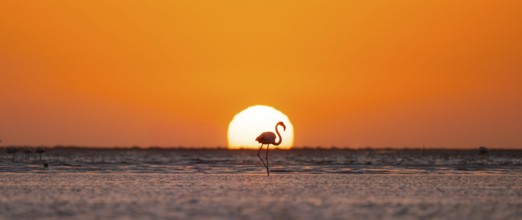 Single pink flamingo (Phoenicopterus roseus) directly in front of the setting sun, backlight,