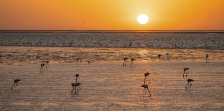 Pink flamingos (Phoenicopterus roseus) against the light, sunset, lagoon at Walfish Bay, Erongo,