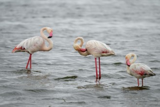 Pink flamingo (Phoenicopterus roseus) in a lagoon, Walfish Bay, Erongo, Namibia