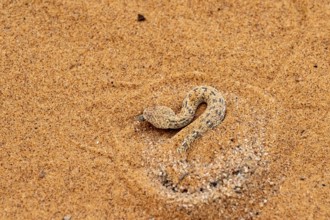Dwarf puff adder (Bitis peringueyi) hiding in the sand, camouflage, Namib Desert, Namibia