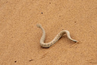 Dwarf puff adder (Bitis peringueyi) in the sand, Namib Desert, Namibia