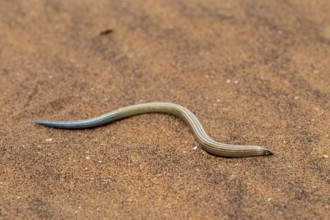 FitzSimon's burrowing skink or short blind dart skink, (Typlacontias brevipes), Namib Desert,