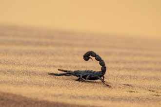Black scorpion (Parabuthus villosus) running across sand, Namib Desert near Swakopmund, Namibia