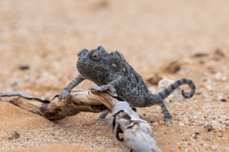 Desert chameleon, Namaqua chameleon (Chamaeleo namaquensis), Namib Desert near Swakopmund, Namibia