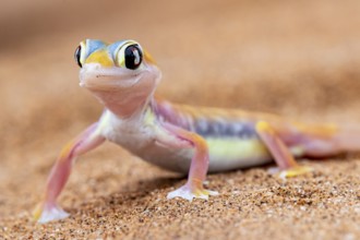 Palmato gecko (Pachydactylus rangei), Namib Desert, Namibia