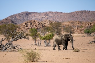 African elephant (Loxodonta africana), desert elephant, riverbed of the Ugab River, Damaraland,