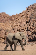 African elephant (Loxodonta africana), desert elephant, riverbed of the Ugab River, Damaraland,