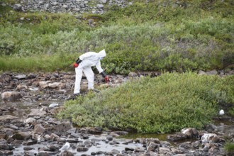 Person in a protective suit, protective mask and goggles picks up a dead kittiwake (Rissa