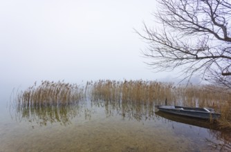Foggy autumn atmosphere at the lake with fishing boat in reeds, Irrsee, Salzkammergut, Upper