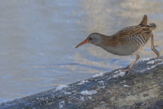 Water Rail (Rallus aquaticus) runs along a branch at the edge of the water in the moor. The sun is