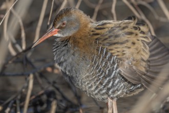 Water Rail (Rallus aquaticus) sits on branches in the swamp. It has grey feathers and stripes.