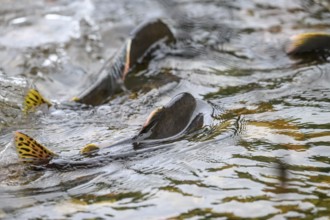 Atlantic salmon (Salmo salar) swimming close to the surface on their spawning migration in a