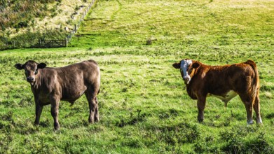 Bulls and Cows on Scottish Borders Farms, Scotland, UK