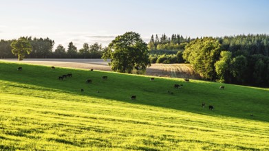 Scottish fields and farms, Southeast Scotland, UK