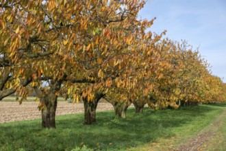 Old cherry trees (Prunus avium) of a plantation in autumn colour, Karsberg, Upper Franconia,