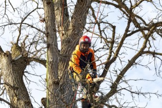Detroit, Michigan - Members of the Detroit Arborist Collective trim dead branches from a burr oak