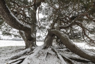 Old Scots pine (Pinus sylvestris), Emsland, Lower Saxony, Germany