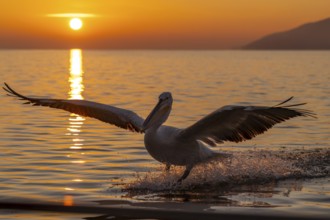 Dalmatian Pelican (Pelecanus crispus), Dalmatian Pelican, flying, morning mood, sunrise, in