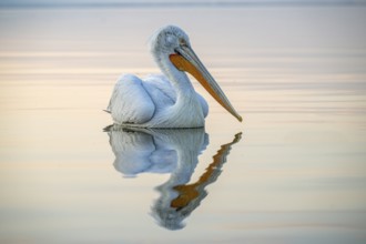 Dalmatian Pelican (Pelecanus crispus), Dalmatian Pelican, swimming, morning mood, in splendour,