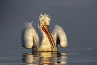 Dalmatian Pelican (Pelecanus crispus), Dalmatian Pelican, swimming, morning light, in its plumage,
