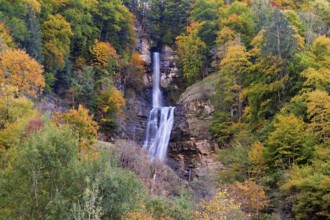 Autumn-coloured sycamore maple (Acer pseudo plantanus), at the Diesbach waterfall, Canton Glarus,