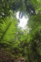 Upward view into ancient Gondwana forest canopy at Minyon Falls track, Lismore, Nightcap National