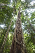 Ancient subtropical Gondwana rainforest with strangler fig at Repentance Creek, Minyon Falls track,
