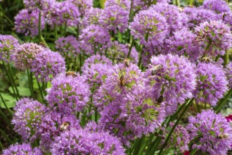 Bees on flowering ornamental leeks (Allium) in a garden