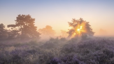 Pine trees in the blooming Mehlinger Heide at sunrise. Fog, fog rays and backlight. Mehlinger Heide