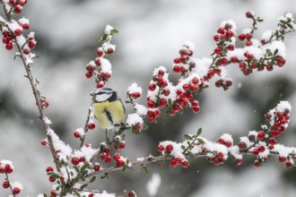 Blue tit (Parus caerulea), Emsland, Lower Saxony, Germany