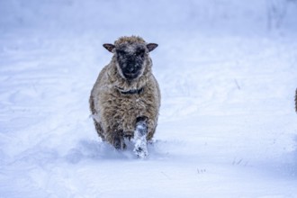 Winter weather, blowing snow, sheep on a snowy pasture, looking for food, thick fur, Elfringhauser