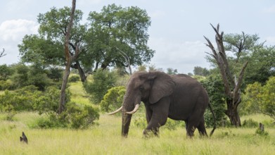 African elephant (Loxodonta africana) in the savanna, Kruger National Park, South Africa