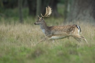 Male fallow deer (dama dama) in the run, Klamptenborg, Copenhagen, Denmark