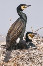 Cormorant (Phalacrocorax carbo) in the breeding colony, Stralsund, Mecklenburg-Western Pomerania,