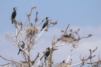 Cormorant (Phalacrocorax carbo) in the breeding colony, Stralsund, Mecklenburg-Western Pomerania,