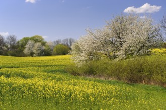 Male moose (Alces alces) in a meadow, Lauvsnes, Nordtronderlag, Norway