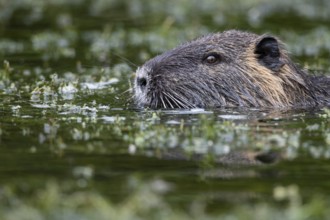 Nutria (Myocastor coypus) in a body of water, Osnabrück, Lower Saxony, Germany