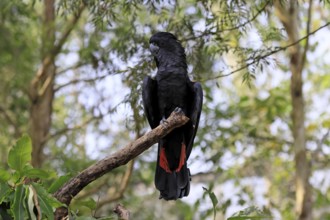 Red-tailed Cockatoo (Calyptorhynchus banksii), Banks' Cockatoo, adult, male, perch, alert,