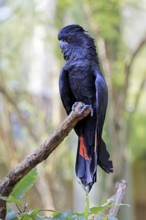Red-tailed Cockatoo (Calyptorhynchus banksii), Banks' Cockatoo, adult, male, perch, alert,